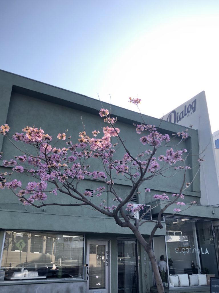 Cherry-Blossoms-Los-Angeles